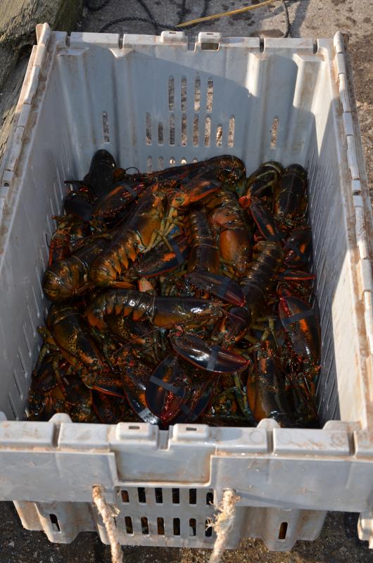 It’s about lobsters.