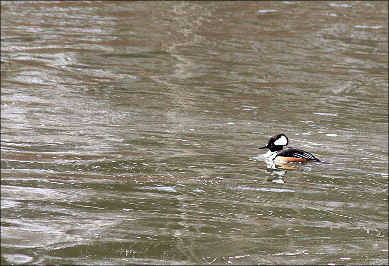 A male hooded merganser. (Photo by Holly S. Edwards)