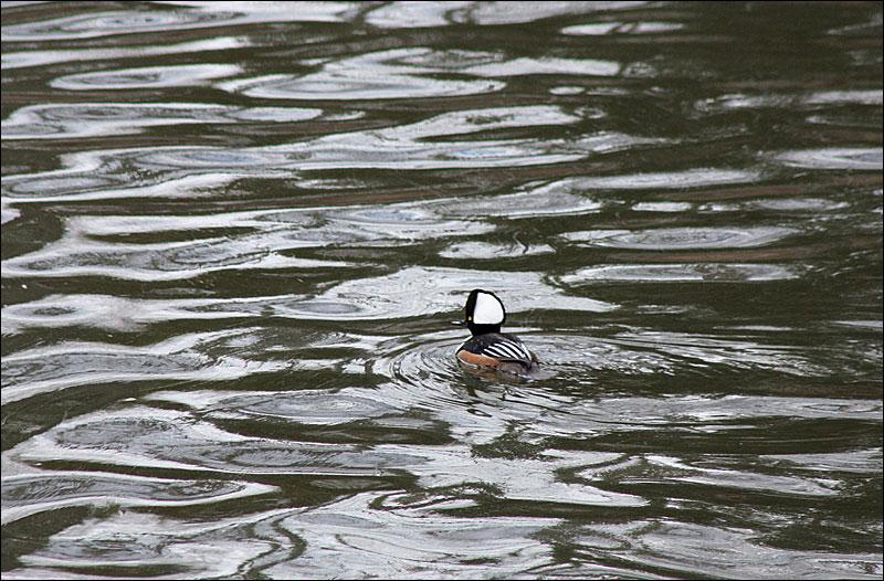 Another shot of the male hooded merganser above the falls at the Knox Mill March 21. (Photo by Holly S. Edwards)