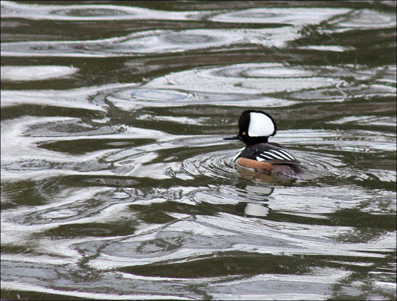A male hooded merganser swims in the mill pond above the waterfalls at the Knox Mill in downtown Camden Friday afternoon. (Photo by Holly S. Edwards)