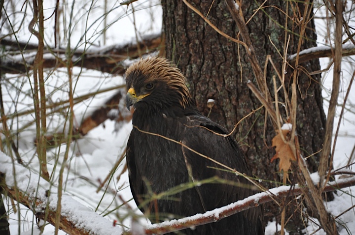 The golden eagle as it was originally found by Kerrin Erhard and her son, Blake, while they were cross-country skiing on Ovens Mouth Preserve on Dec. 29, 2013.