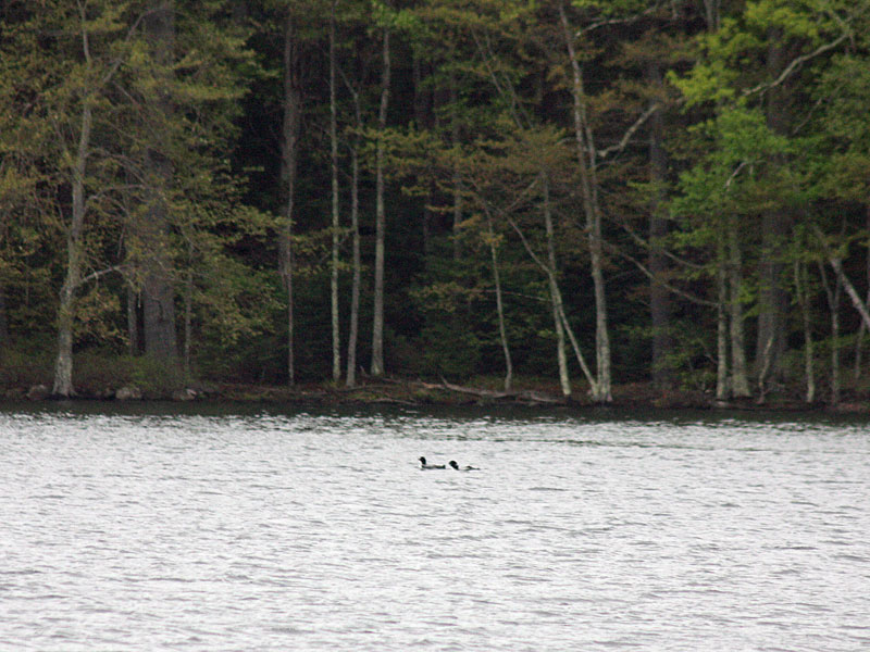 This pair of loons hung nearby the group of people in boats and swimming during the search for the missing rower on Megunticook Lake Tuesday morning. (Photo by Holly S. Edwards)