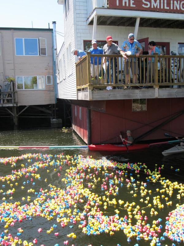 2,500 ducks are dropped into the pond behind The Smiling Cow.