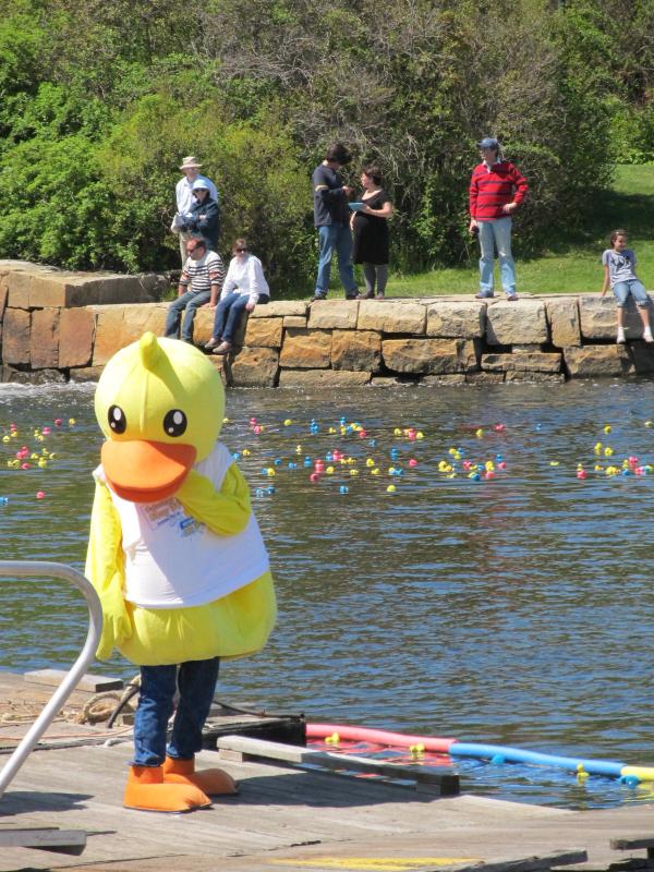 When the ducks stopped moving, the crowd got restless. “Push the big duck into the water.” Photo by Kay Stephens