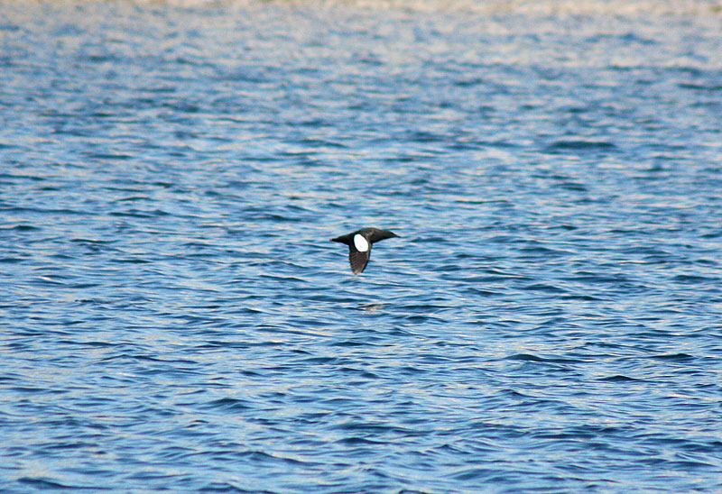 A cruising guillemot. (Photo by Holly S. Edwards)