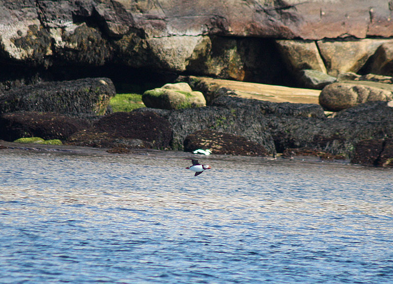 A gliding puffin. (Photo by Holly S. Edwards)
