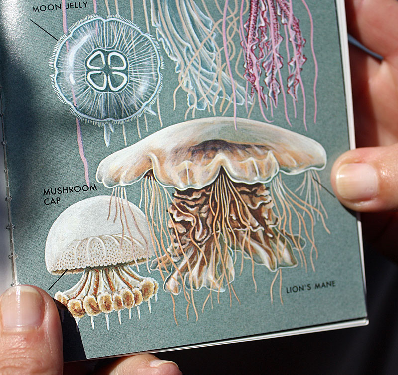 A full grown lion’s mane jellyfish is the largest known species of jellyfish. The largest found, in Massachusetts in 1840, measured nearly 8-feet in diameter with 120-foot-long tentacles. (Photo by Holly S. Edwards)