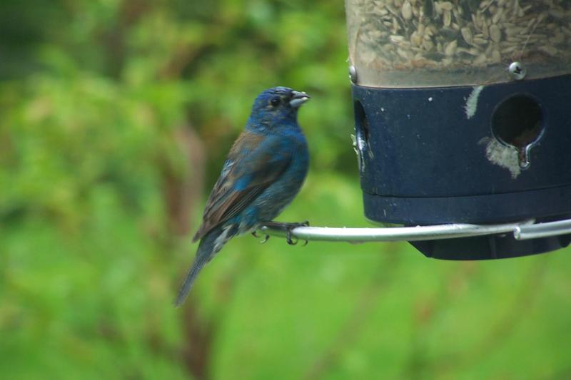 This Indigo Bunting was a little damp from a recent rainstorm. (Photo by Dianne Stevenson)