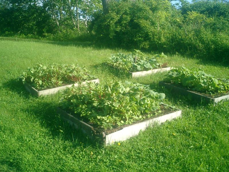 Look how many vegetables are growing in these three-foot-square boxes on a lawn near the Beach. (Photo by Diane O’Brien)
