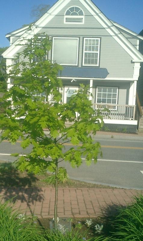 This little tree sprouted from the roots of the original tree MDOT planted which promptly “died” the first season. Looks like it’s going to make it! (Photo courtesy Diane O’Brien)
