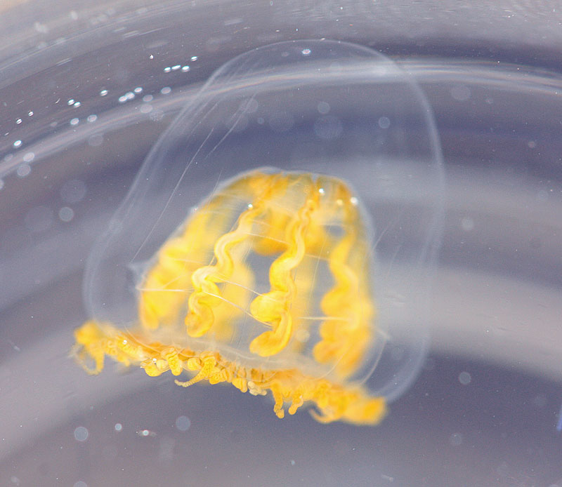A tiny eight-ribbed hydromedusa gave photographers a chance to test their skills and play with macro lenses. (Photo by Holly S. Edwards)