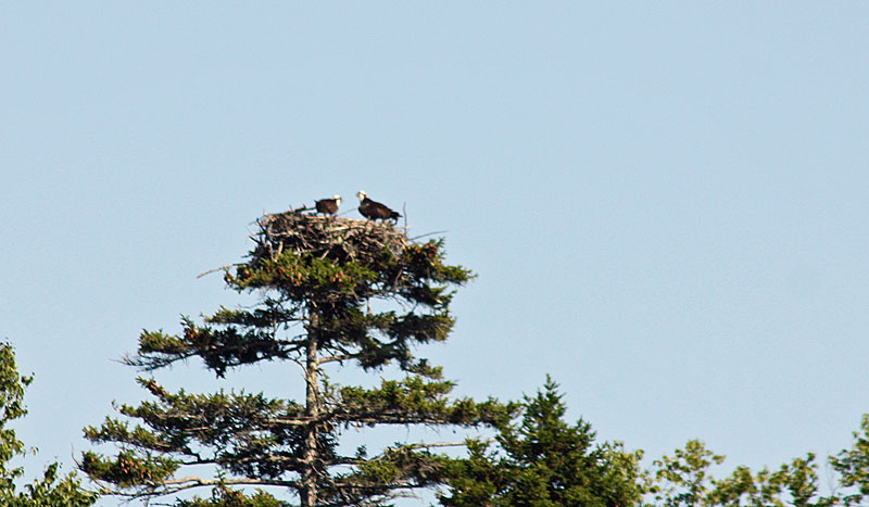 A pair of nesting ospreys on Spruce Island. (Photo by Holly S. Edwards)