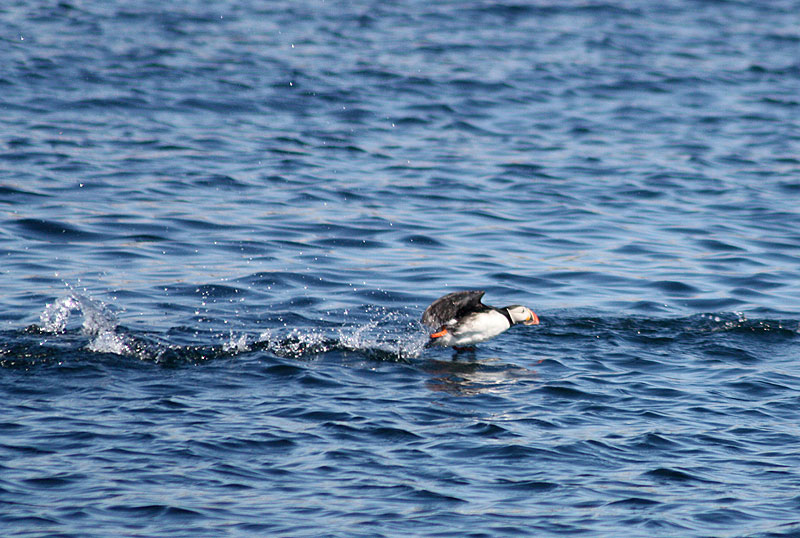 A puffin takes off near Seal Island. (Photo by Holly S. Edwards)