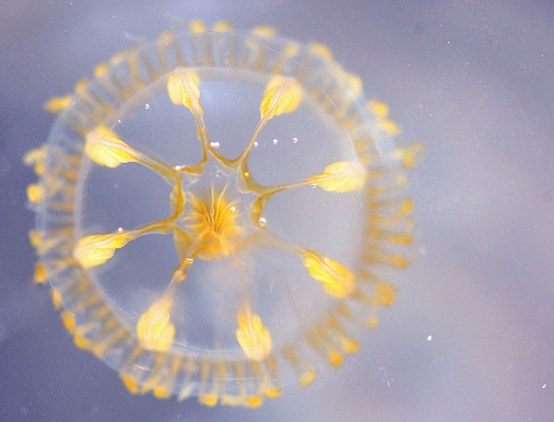 A tiny eight-ribbed hydromedusa was one of two jellyfishes found Friday morning, day five, during the six-day photography and nature cruise aboard the schooner Mary Day. (Photo by Holly S. Edwards)