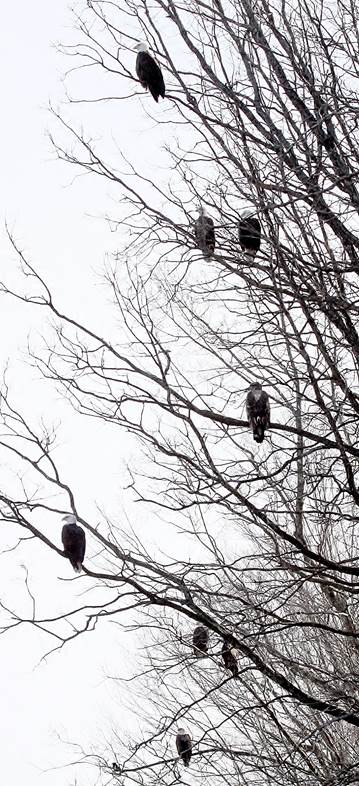Many adult and immature Bald Eagles now congregate along the Sebasticook River, due to abundant supplies of food, especially alewives, since the Edwards and Fort Halifax Dams were removed. This year, Maine Department of Inland Fisheries and Wildlife officials counted 58 Bald Eagles on a single day (June 6) along the five-mile stretch of the Sebasticook River leading from the Kennebec to the Benton Falls fish lift. This likely is the largest congregation of Bald Eagles in the Northeast, and possibly anywhere north of the Chesapeake Bay. Photo credit: Sharon Fieldler