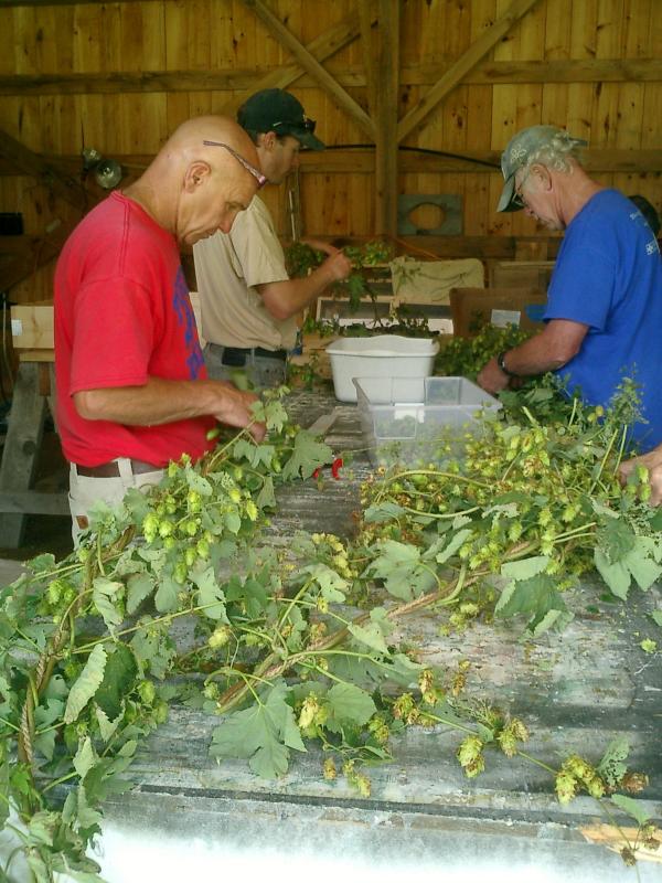 Jim, Sam and Wally pick hop blossoms.
Photo by Diane O’Brien picking hops