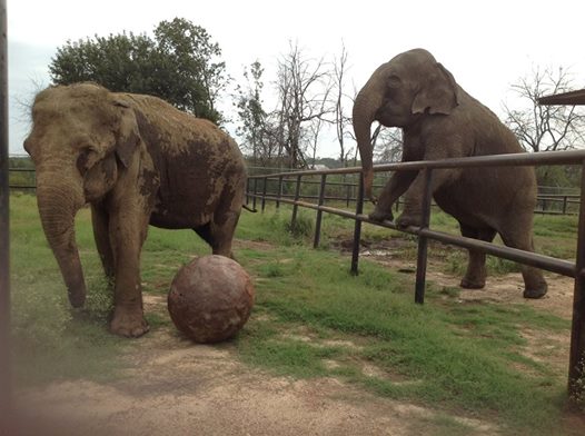 Margaret climbs the fence to share trunk hugs with Opal. (Photo courtesy Endangered Ark Foundation)