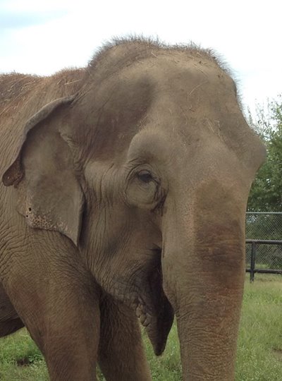 Rosie, at the Endangered Ark Foundation ranch in Oklahoma. (Photo courtesy Endangered Ark Foundation)