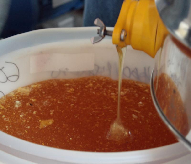 Just-extracted raw wildflower honey flows from the extractor through a pair of strainers, which catch bits of wax and other detritus. (Photo by Holly S. Edwards)