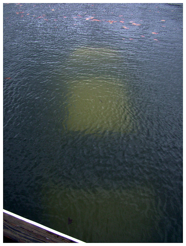 The submerged car, visible from the edge of the dock on the south side of the public boat launch in Belfast. (Photo by Ethan Andrews)