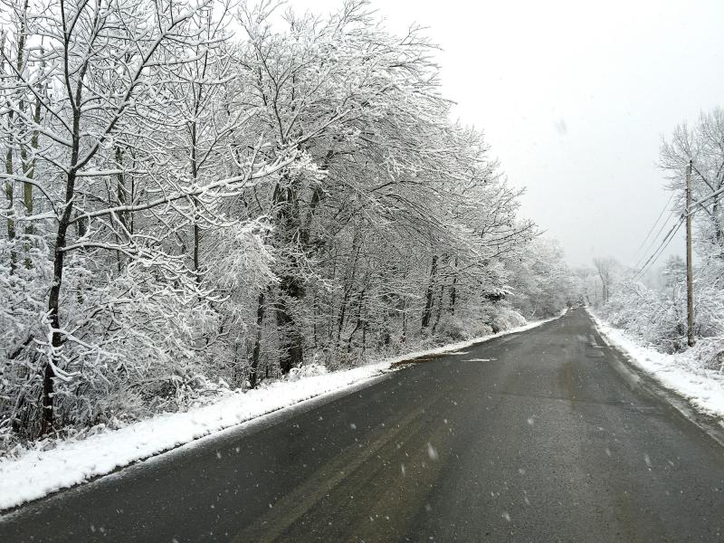 Heavy snow on the trees Friday morning, but by 8 a.m. the roads were just wet. (Photo by Holly S. Edwards)