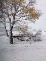 A tree fell across some train tracks just moments after a train rumbled by. (Courtesy Kyle J Gerry)