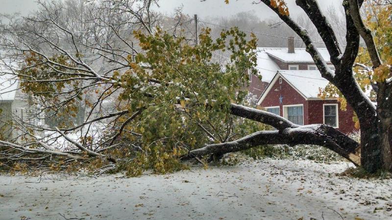 A tree limb lies across Colcord Ave. in Camden. (Courtesy Chris Farley)