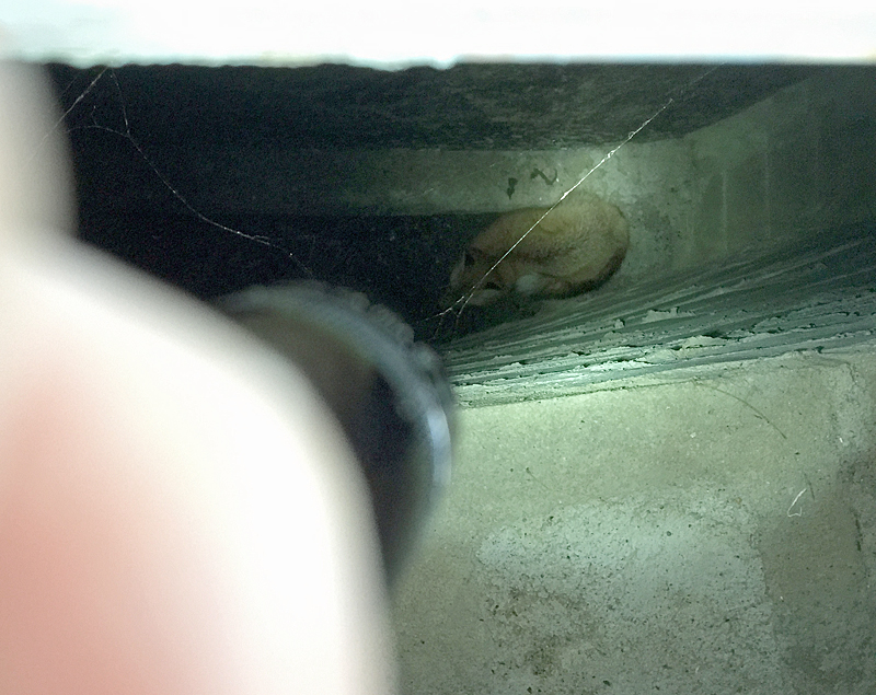 The red fox stays hunkered down in the hole, as far away from the Jack Russel terrier in the hole with it as it could get. Neither animal could get out on their own. (Photo by Holly S. Edwards)