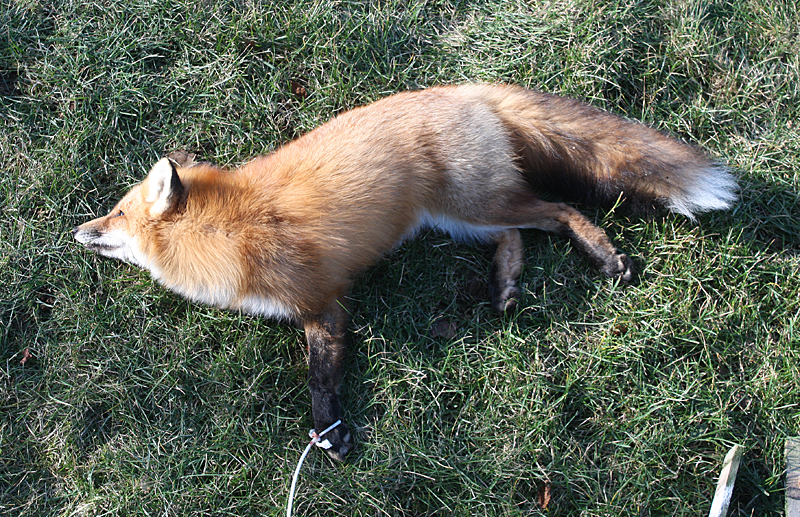 According to Rockport ACO Maynard Stanley, the fox had to be killed so it could be tested for rabies, after it came into contact with the Drinkwater’s dog, Lucy. (Photo by Holly S. Edwards)