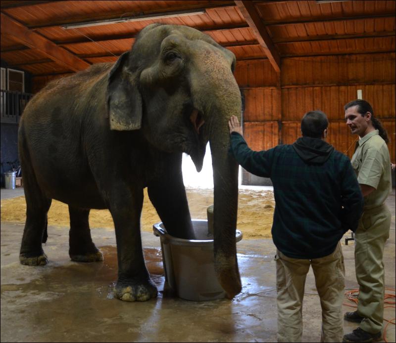Andrew Stewart talks with Endangered Ark employee Ben Hutchinson about the hydrotherapy used to ease Rosie’s joint pains. (Photo by Lynda Clancy) hope elephants (1499)