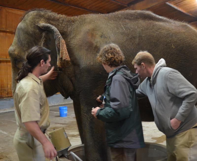 Henry Laurita (center) shows Ben and Adam, elephant handlers at the Endangered Ark, how to perform acupuncture on Rosie to ease her muscle pain. (Photo by Lynda Clancy) hope elephants (1499)