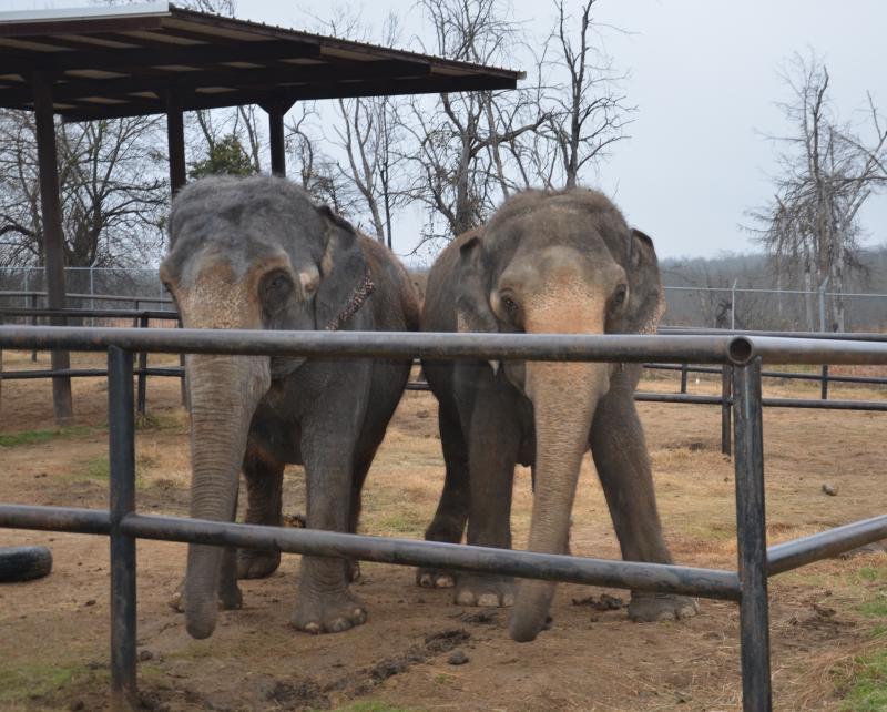 There are 25 elephants at the Hugo facility. Ten of them are retired, the other 15 work in the circus and winter over in Hugo. (Photo by Lynda Clancy) hope elephants (1499)