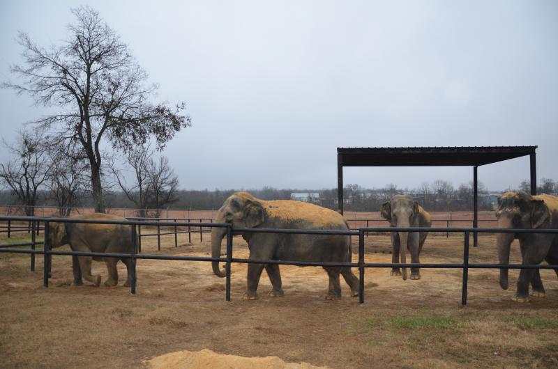 (Photo by Lynda Clancy) hope elephants (1499)