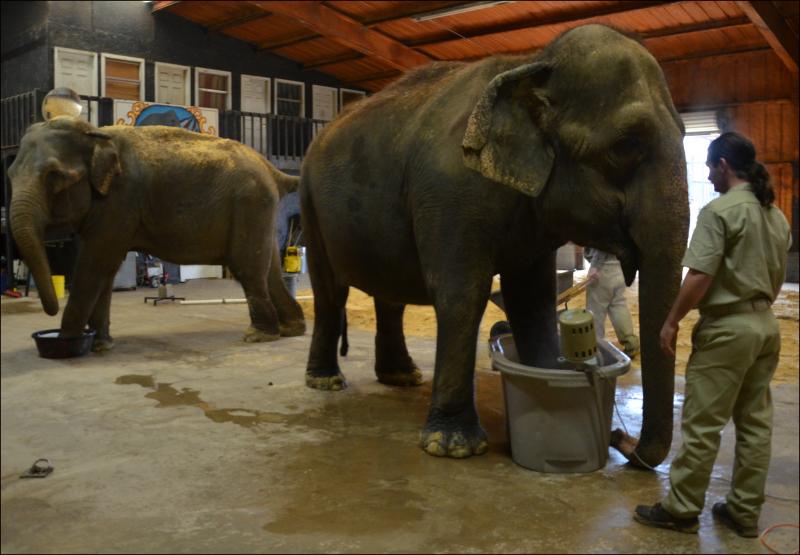 Hydrotherapy, the use of warm, circulating water, is used several times a week on the elephants to loosen their joints. (Photo by Lynda Clancy) hope elephants (1499)