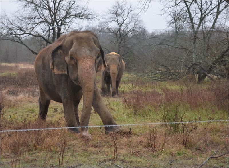 Rosie’s distinctive gait. (Photo by Lynda Clancy) hope elephants (1499)