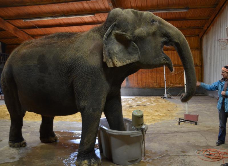 Rosie is hoping Amy Wilton, of Hope, will give her a treat. (Photo by Lynda Clancy) hope elephants (1499)