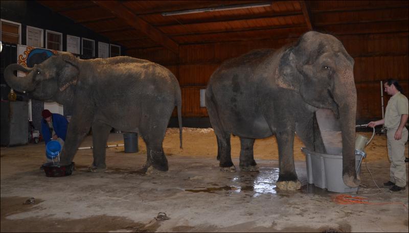 (Photo by Lynda Clancy) hope elephants (1499)