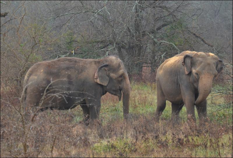 Opal and Rosie in Oklahoma. (Photo by Lynda Clancy) hope elephants (1499)