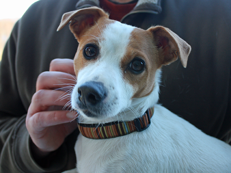 Lucy, a 3-year-old Jack Russell terrier belonging to the Drinkwater family of Rockport, spent nearly three hours trapped in a cement foundation hole, two of them with a red fox, on Monday. Despite falling 8- to 10-feet down into the hole while chasing the fox, Lucy didn’t appear to sustain any injuries. Unfortunately for the fox, its close encounter with Lucy and inability to run off sealed its fate, as it had to be killed to be tested for rabies. (Photo by Holly S. Edwards)