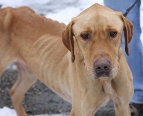 Copper, on Nov. 8, is far healthier nowadays. (Photo posted with permission from Pope Memorial’s Facebook page)