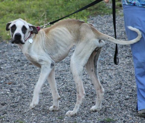 Izzy was brought in before the hoarded animals. She is now happy and healthy in foster care. (Photo courtesy Pope Memorial Humane Society)
