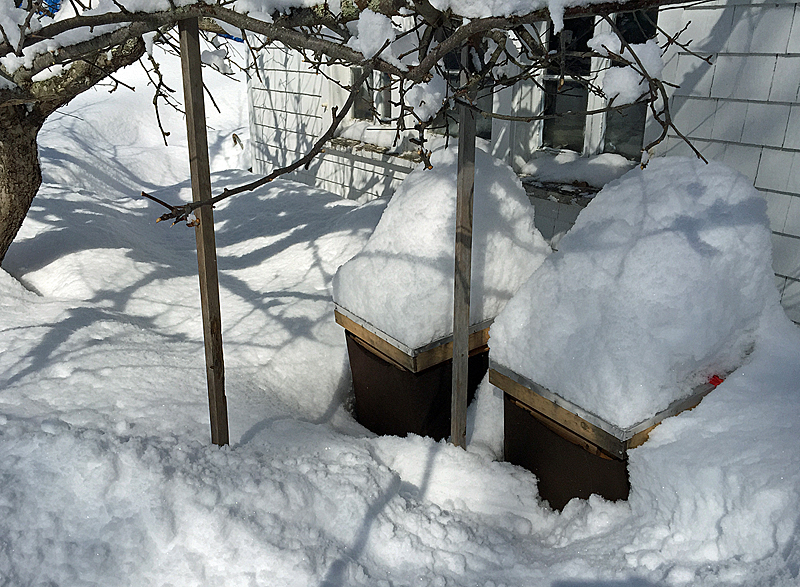 This colony of bees did not survive, and a determination of why will be made later this spring when the snow melts. (Photo by Holly S. Edwards)