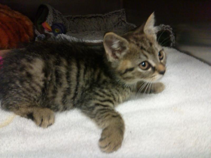 Kickstand, renamed Pogo by the couple who eventually adopted her after fostering her through surgery recovery, was found hiding outdoors at 8- weeks-old with a broken leg that couldn’t be saved. (Photo courtesy PMHSKC)