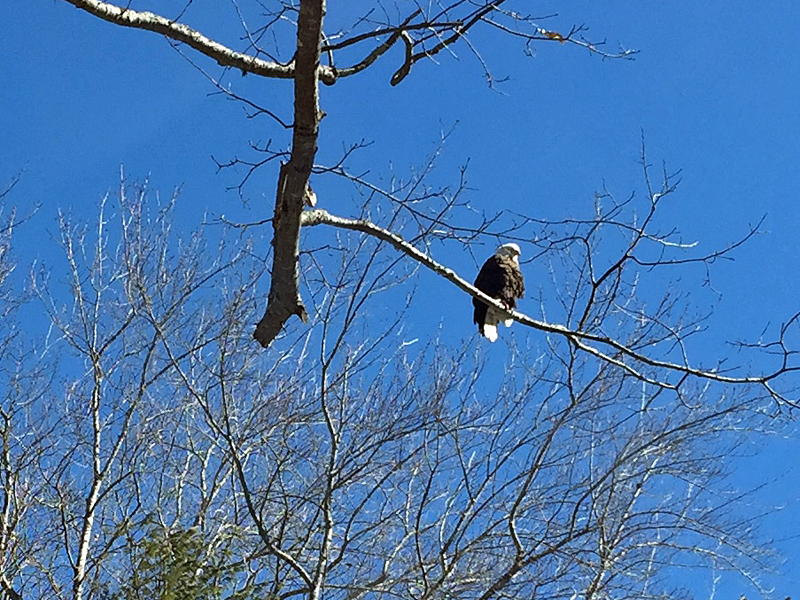 A mature bald eagle perches above Hosmer Pond Road, at the Rollins Road intersection, in Camden late Friday morning, Feb. 27. (Photo by Holly S. Edwards)