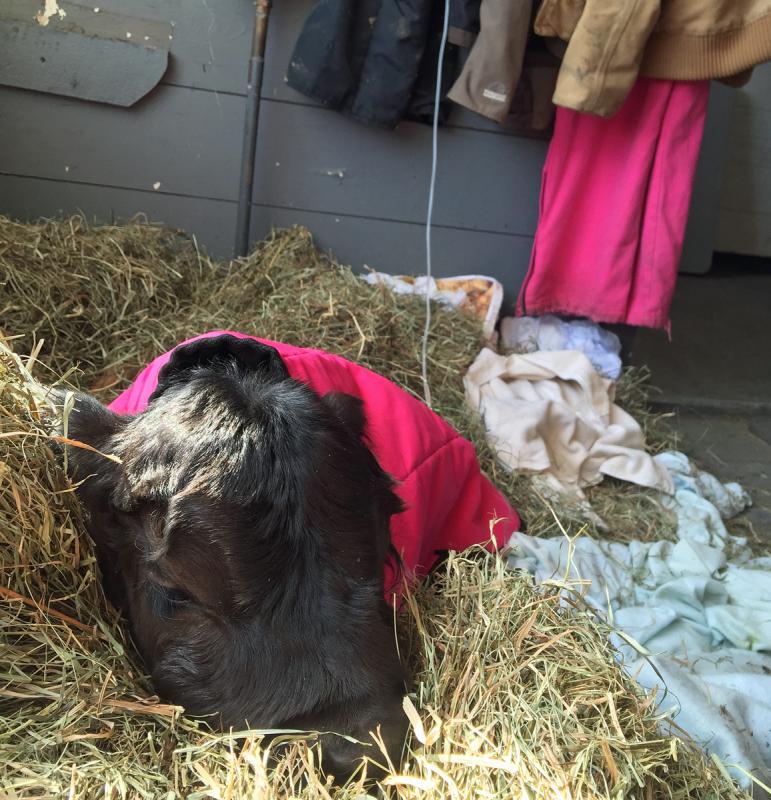 Caring for this calf prompted farm staff to turn to social media and request donations of blankets and towels as they approach a busy calving season. Donations can be brought to the farm’s office at 70 Russell Ave. (Photo by Holly S. Edwards)