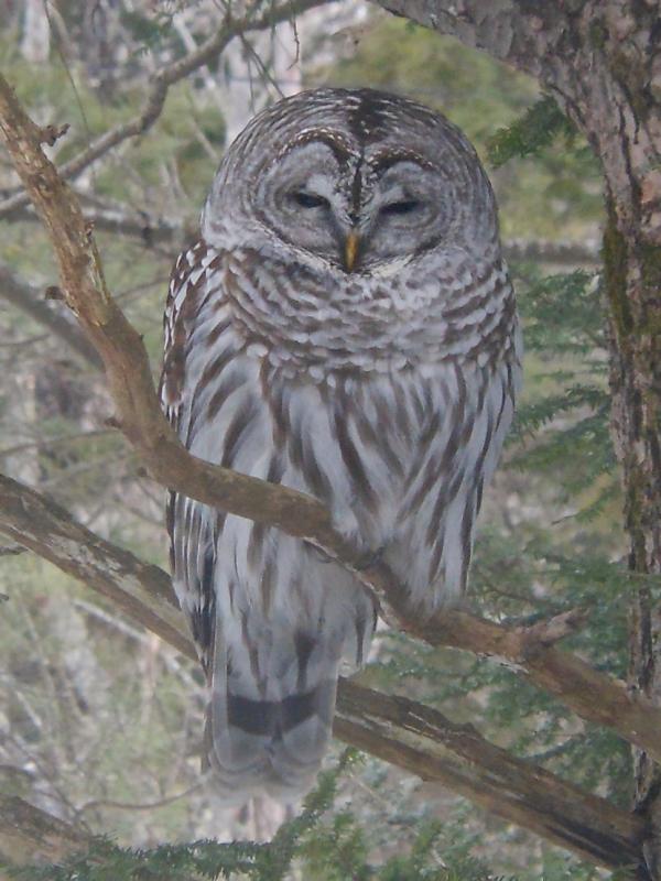 The owl that sat still for two hours stalking a mouse that never appeared. (Photo by Will Brown) barred owl