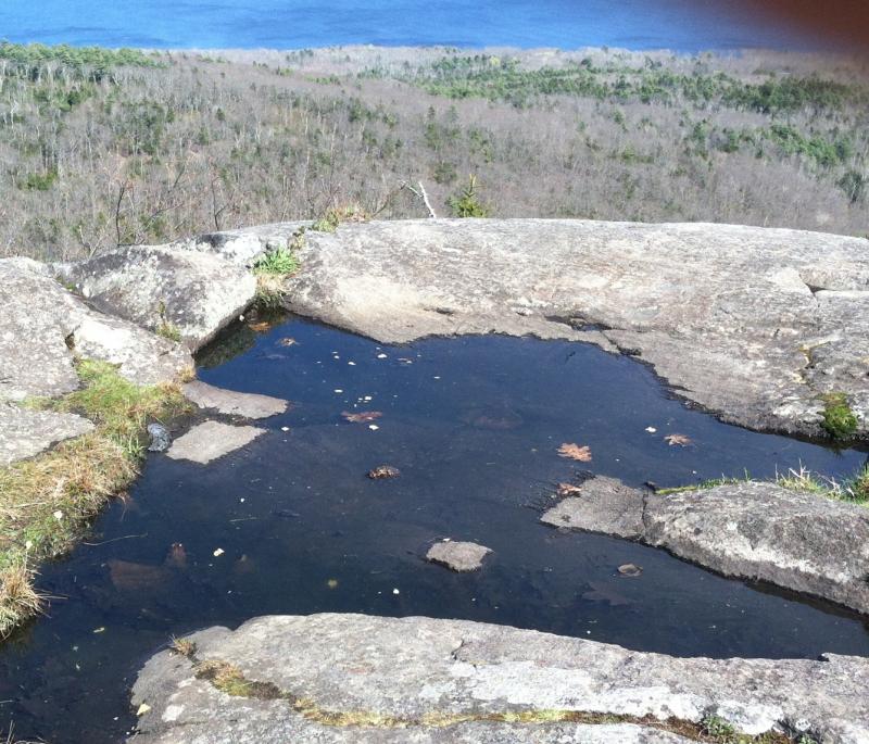 The pool on the Bald Rock summit; toads are visible in the middle.
Photo by Gary Gulezian toad pool