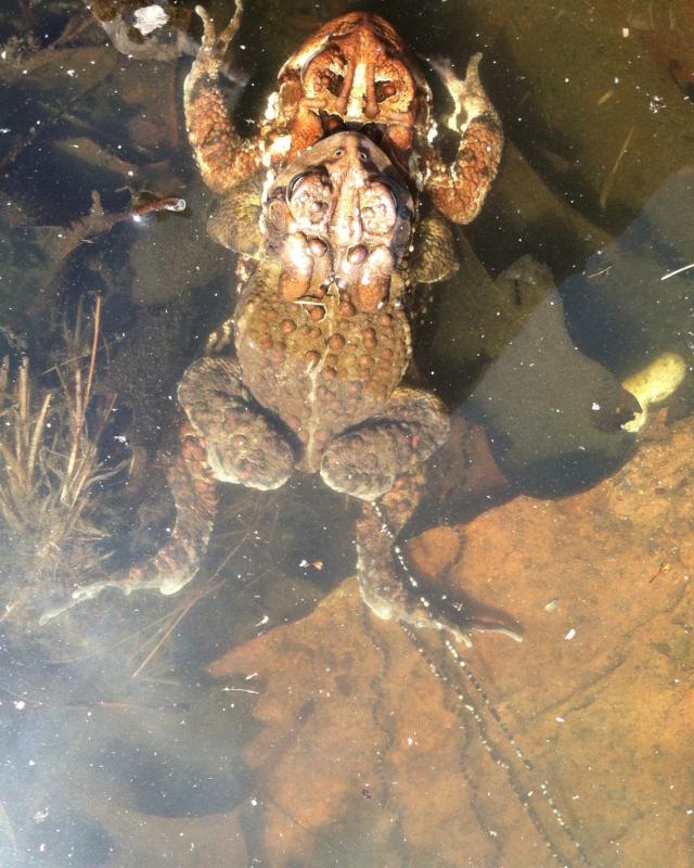A toad pair in “amplexus” with a double strand of eggs trailing away.
Photo by Gary Gulezian toads