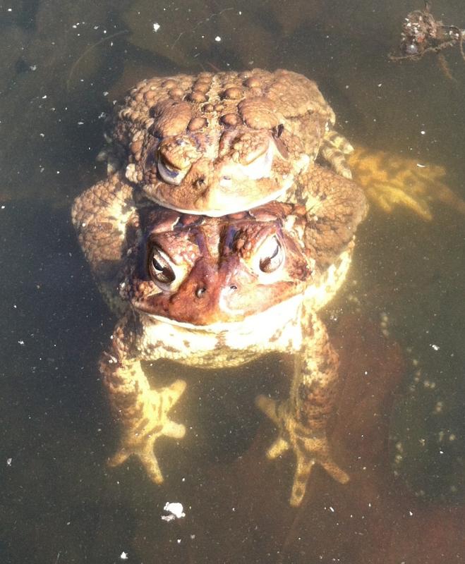 A pair of toads mating; the female is the larger of the two.
Photo by Gary Gulezian toads