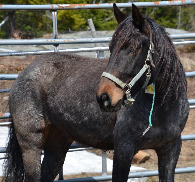 The first thing Wendy Harvey will do, when she touches Freedom, will remove the rope from around neck. (Photo by Lynda Clancy)